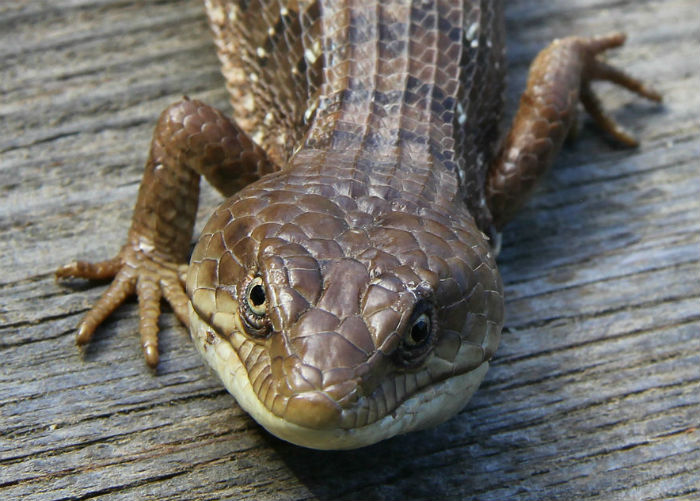 Southern Alligator Lizard